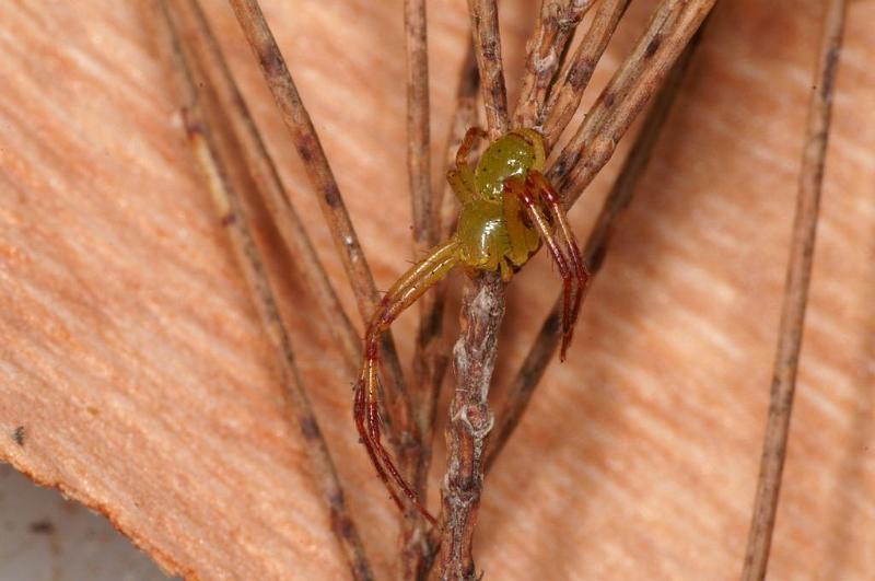 Diaea_evanida_D7801_Z_88_North Stradbroke island_Australie.jpg